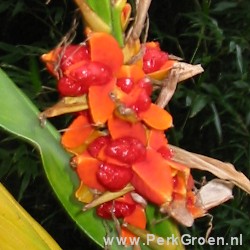 Hedychuim spicatum vrucht Copyright www.perkgroen.nl